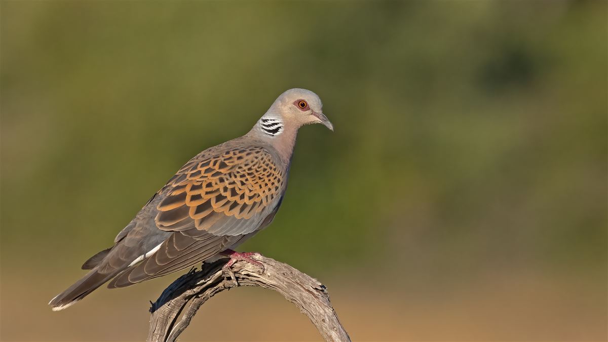 European Turtle Dove