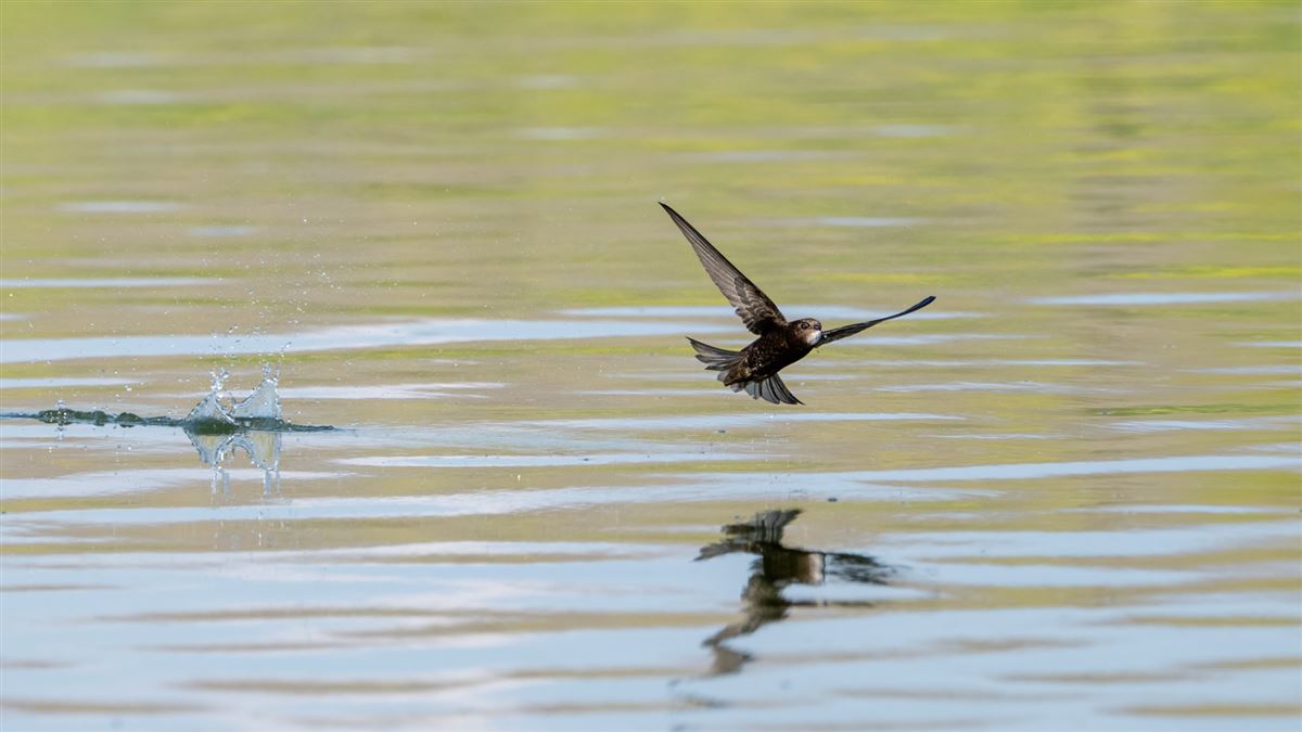 Common Swift