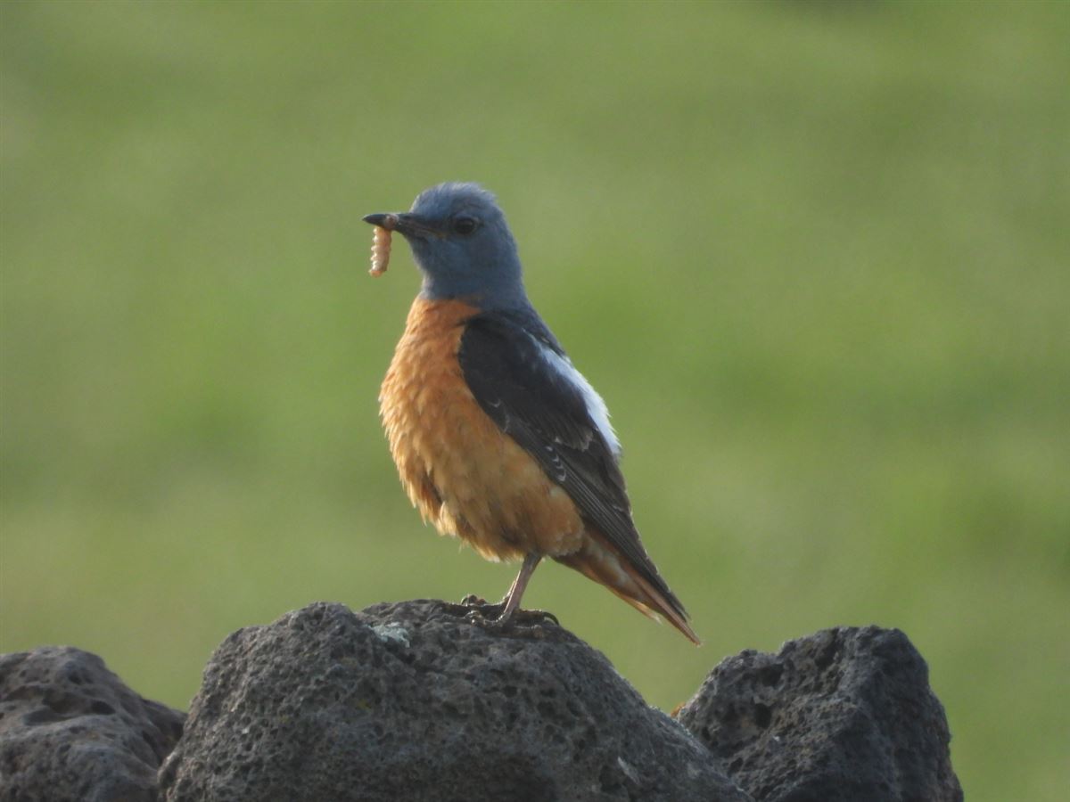 Common Rock Thrush