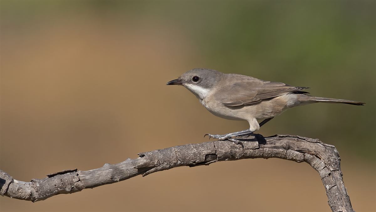 Eastern Orphean Warbler