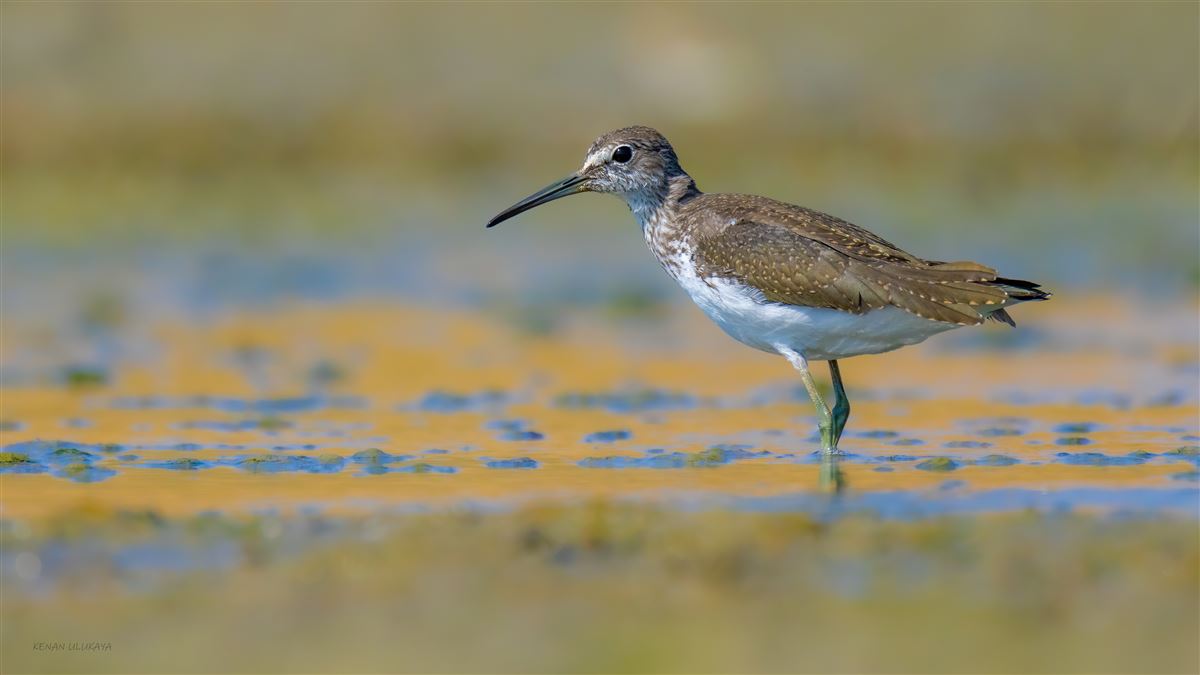 Green Sandpiper