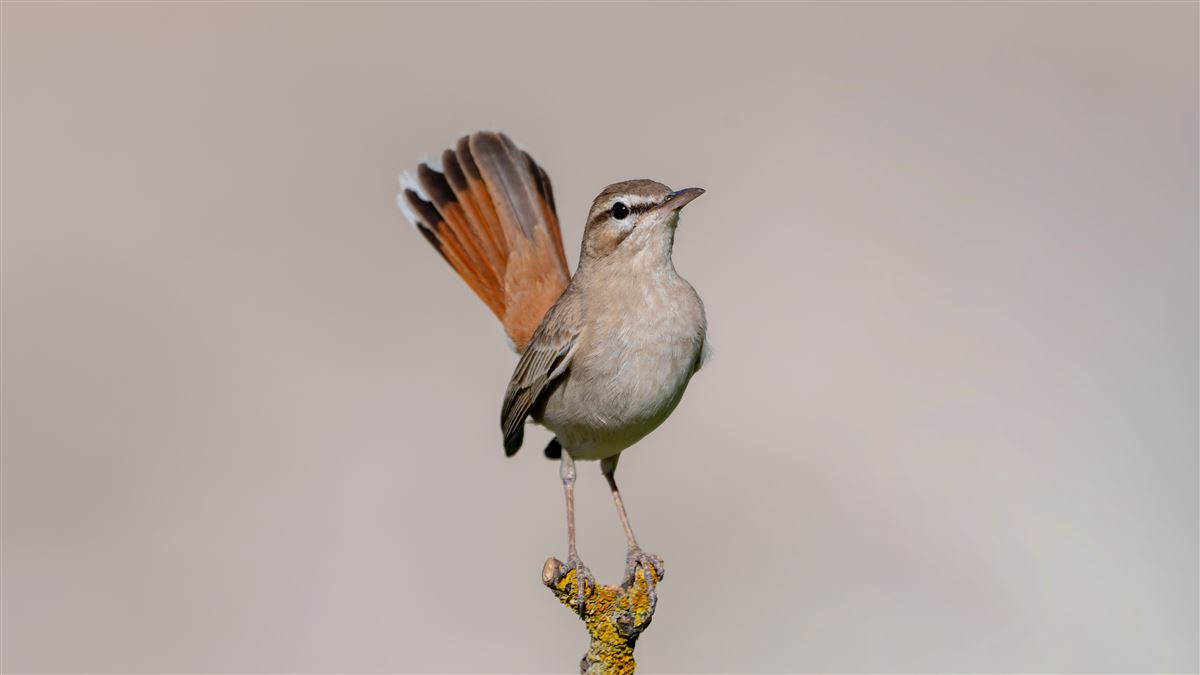 Rufous-tailed Scrub Robin