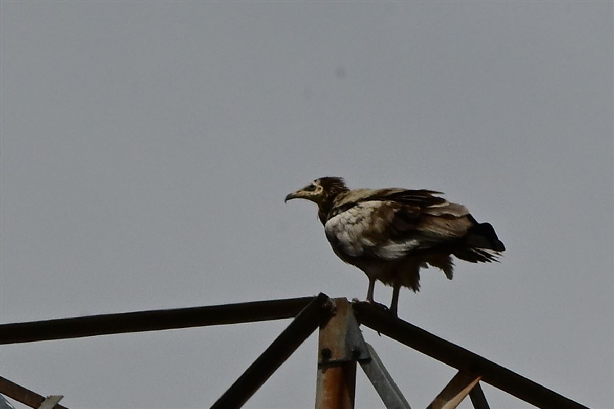 Egyptian Vulture