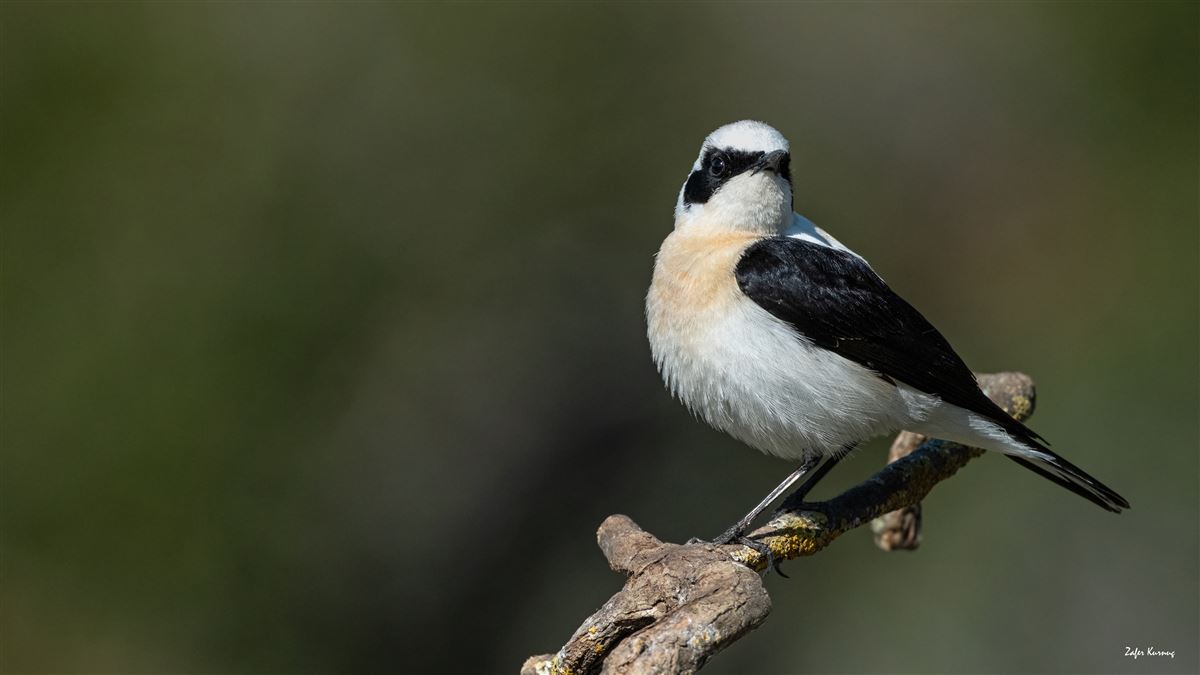 Black-eared Wheatear