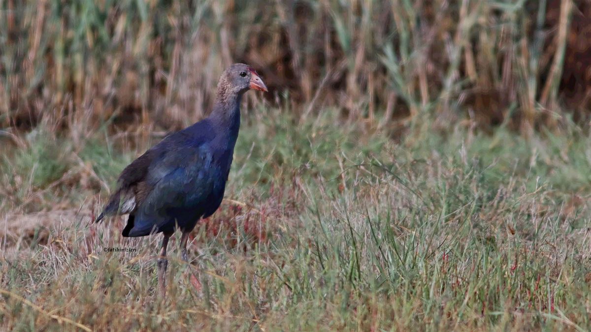 Grey-headed Swamphen