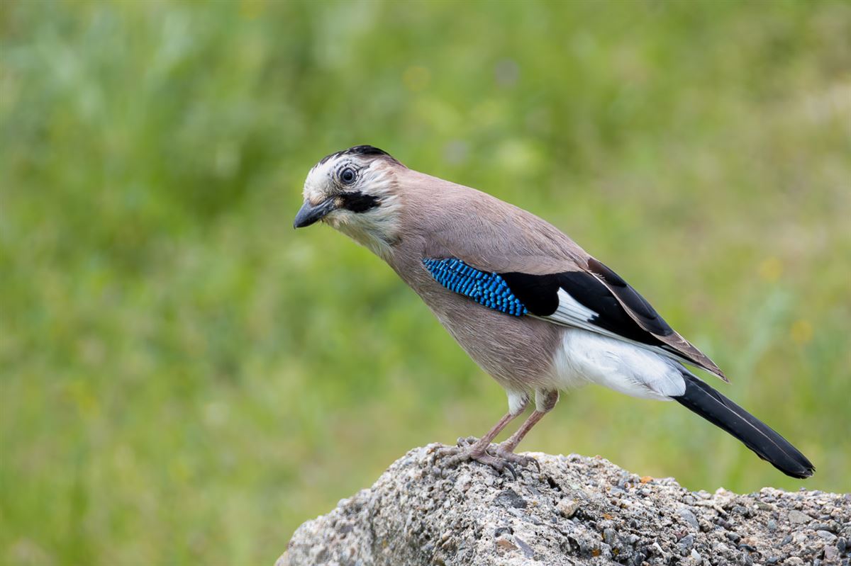 Eurasian Jay
