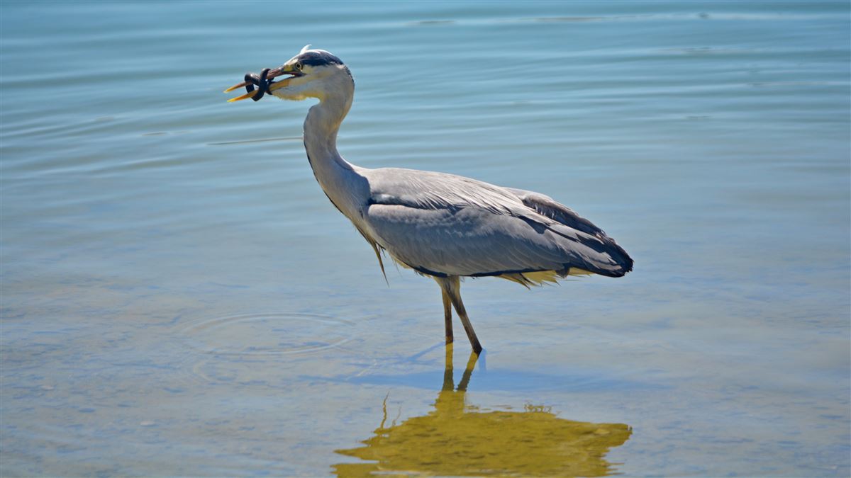 Grey Heron
