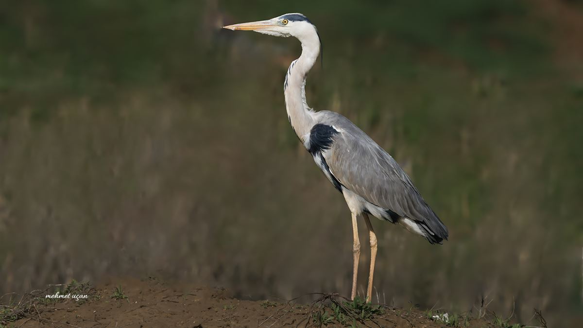 Grey Heron