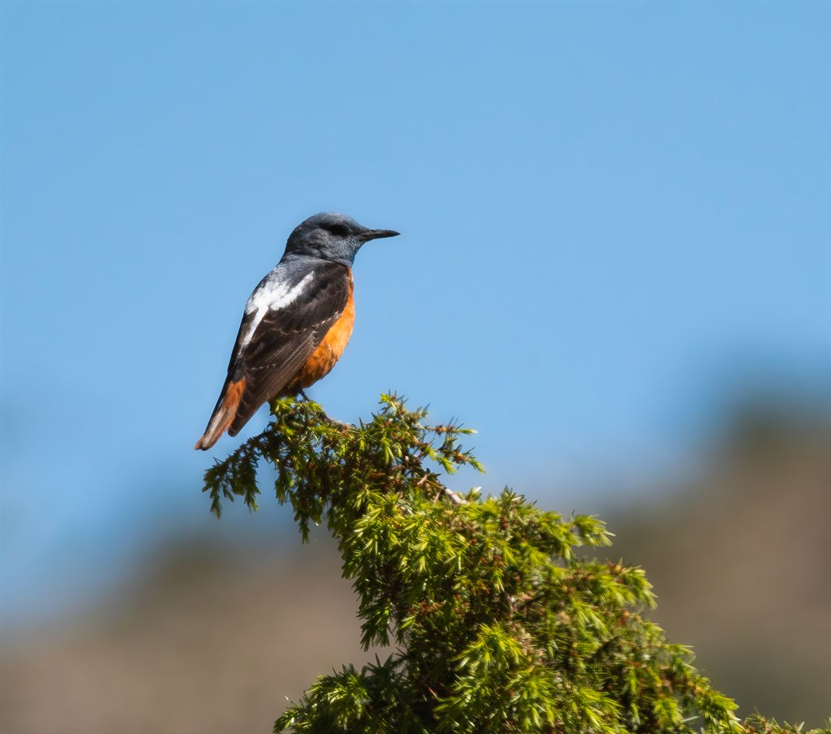 Common Rock Thrush