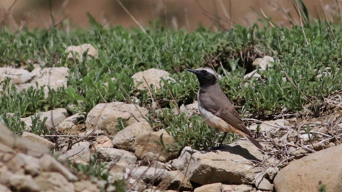Red-tailed Wheatear