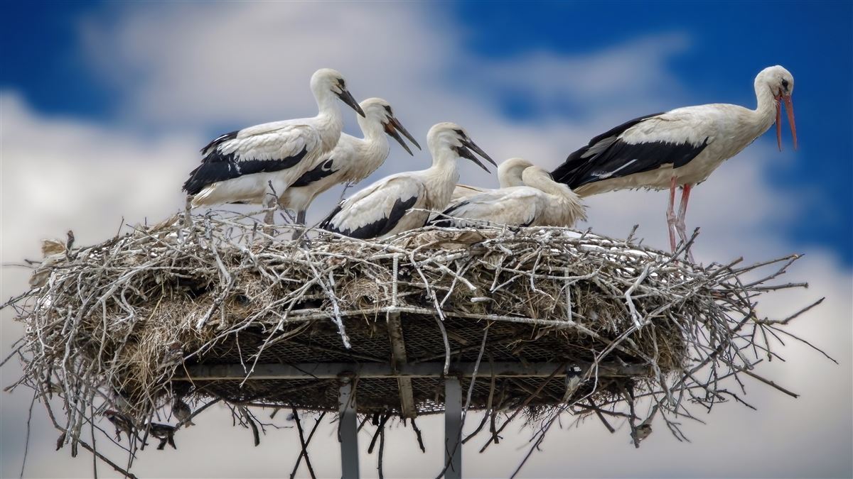 White Stork