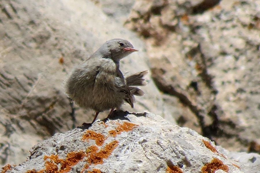 Alpine Accentor