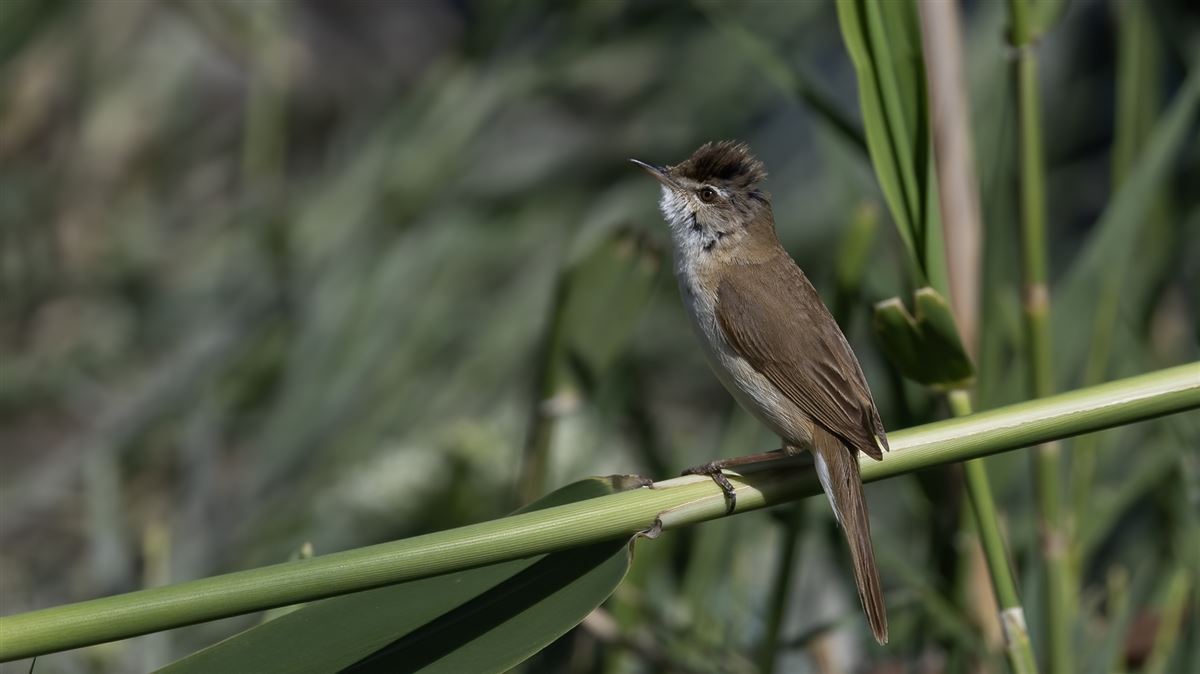 Paddyfield Warbler