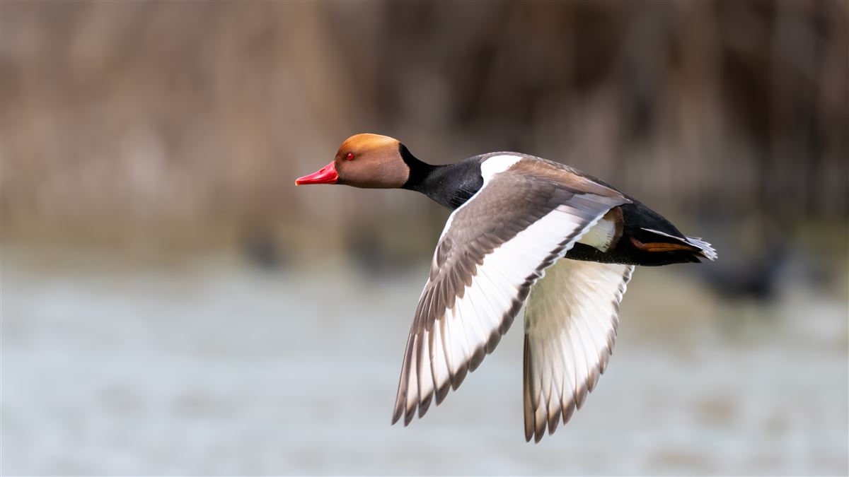 Red-crested Pochard