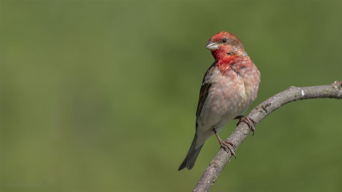 Common Rosefinch