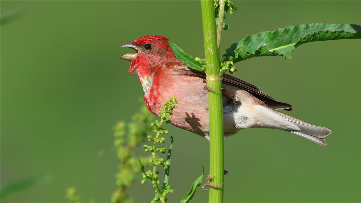 Common Rosefinch