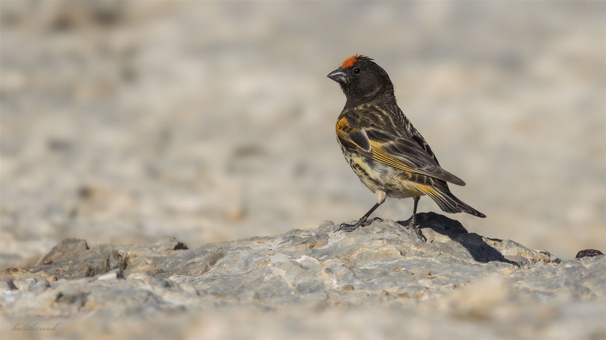 Red-fronted Serin