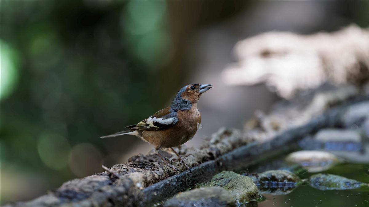 Eurasian Chaffinch