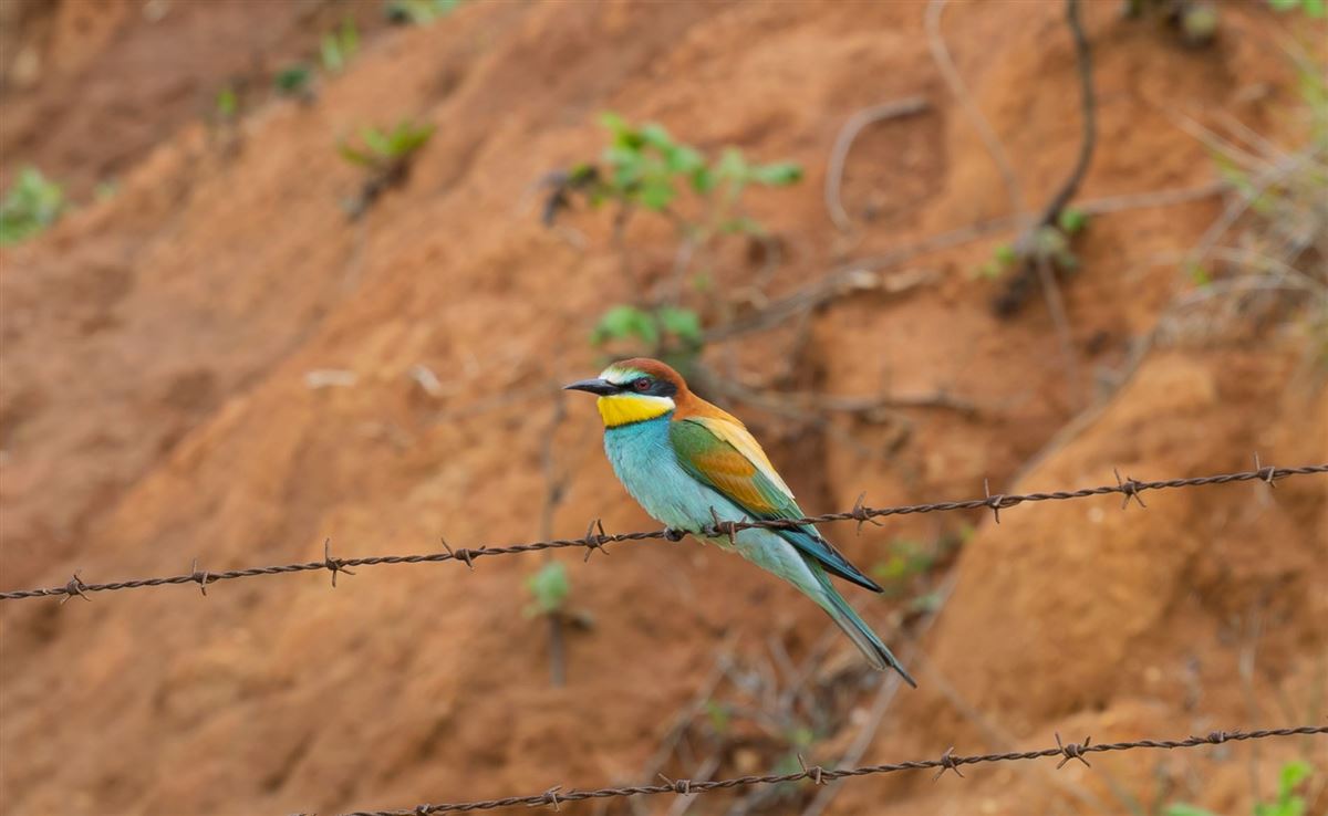 European Bee-eater