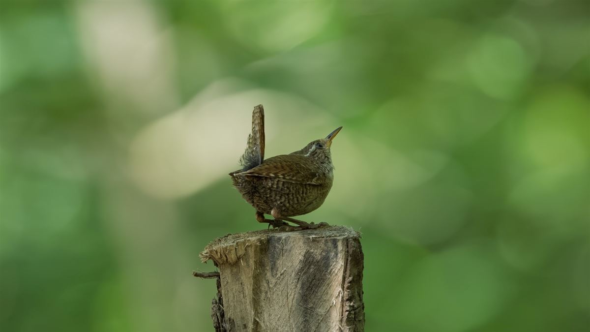 Eurasian Wren