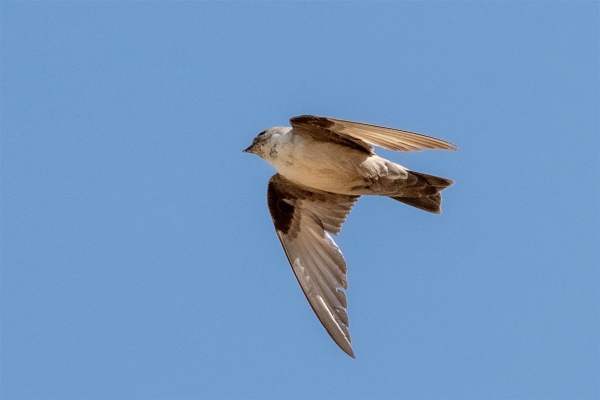 Eurasian Crag Martin