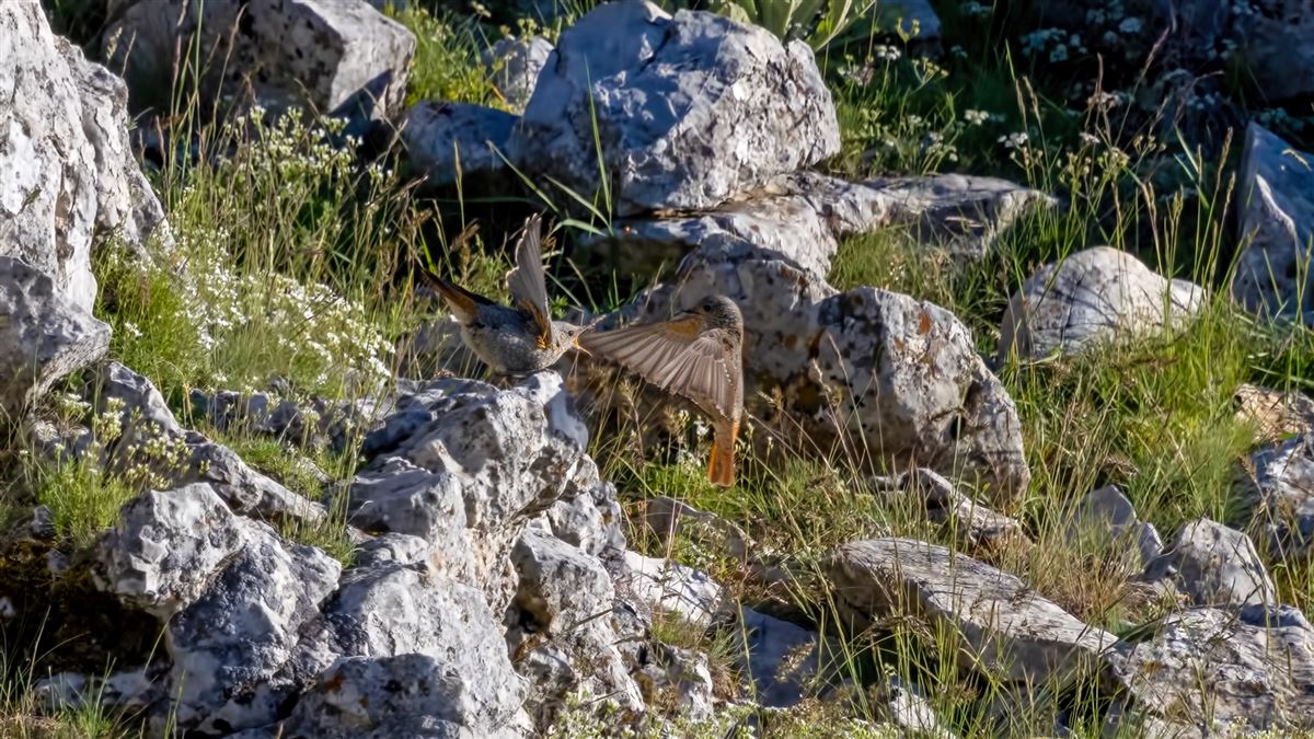 Common Rock Thrush