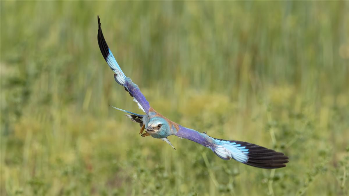 European Roller