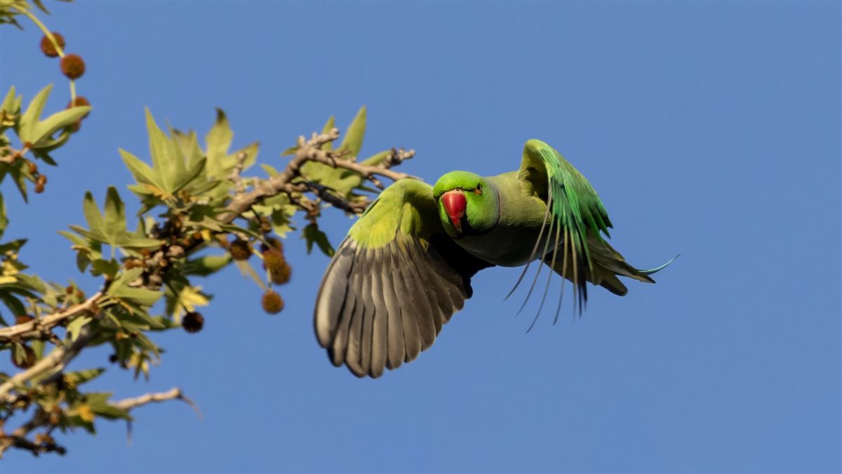 Rose-ringed Parakeet