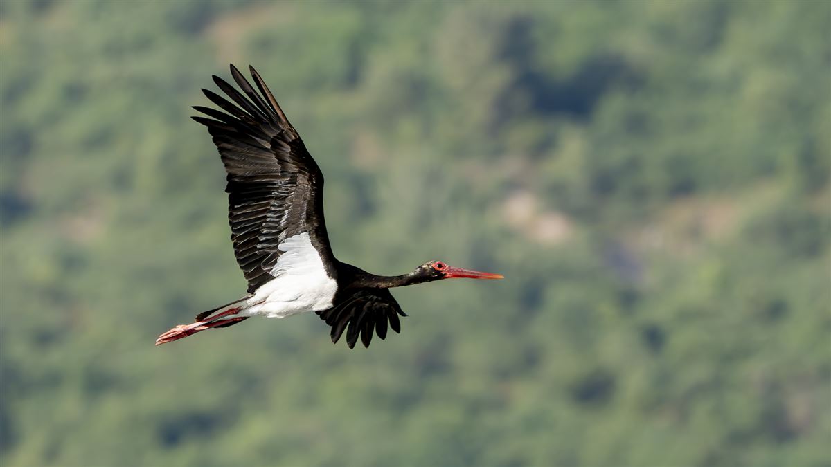 Black Stork