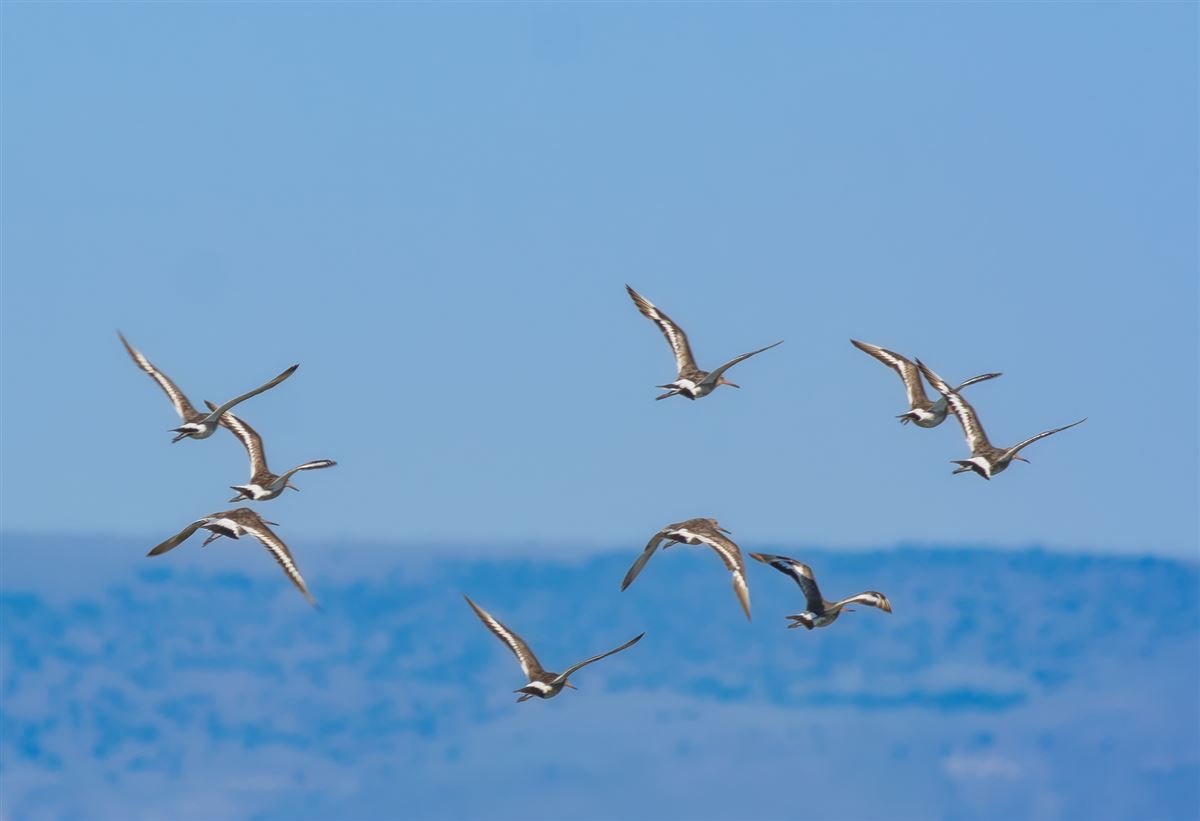 Black-tailed Godwit