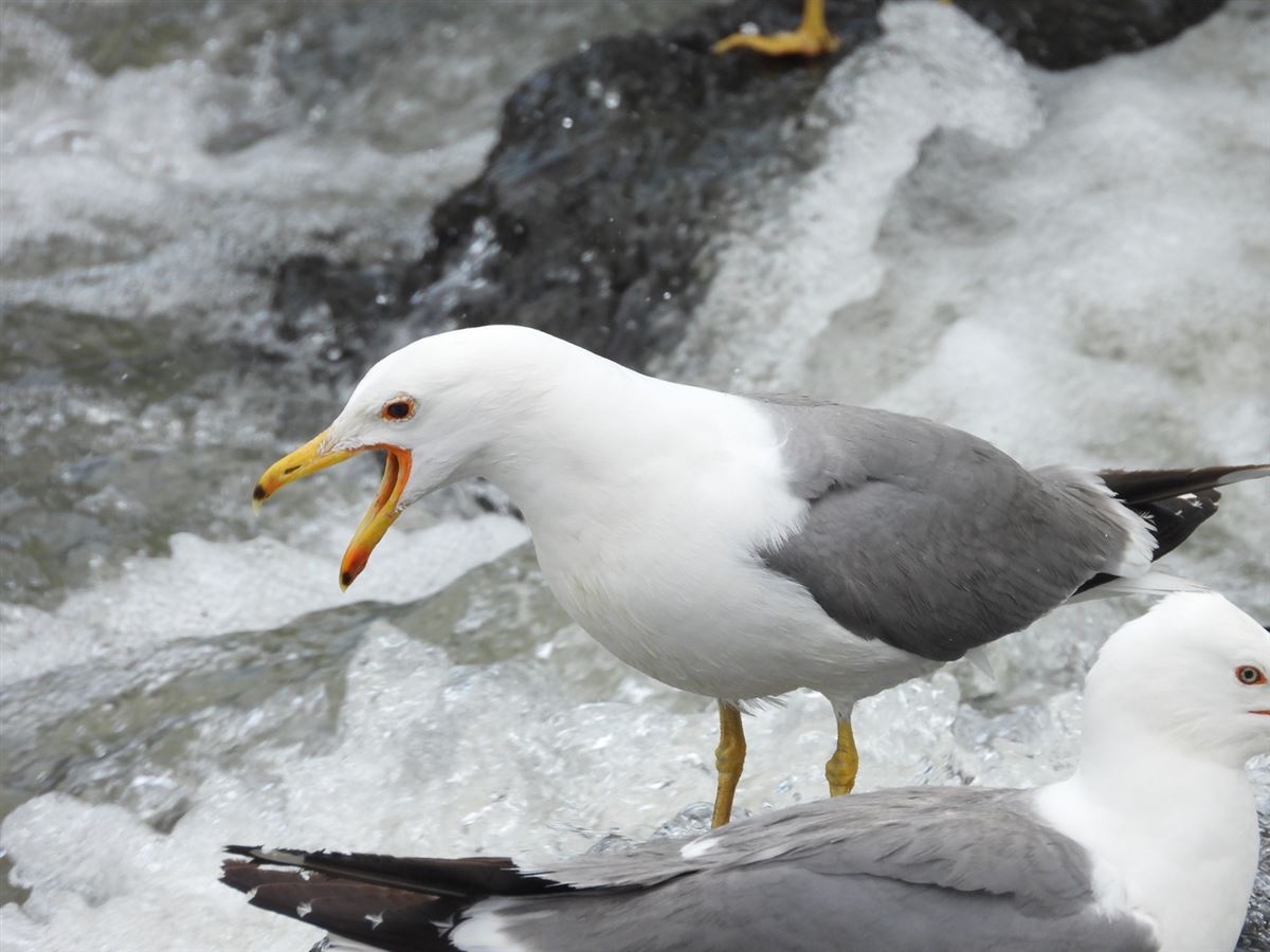 Armenian Gull