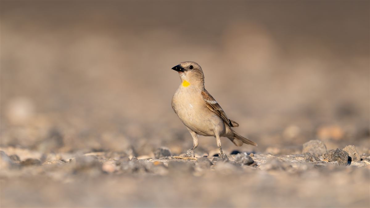 Yellow-throated Sparrow