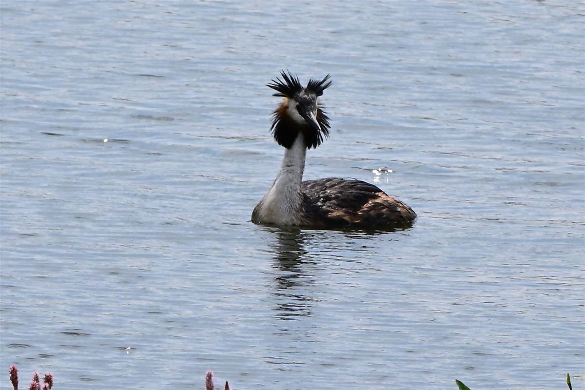 Great Crested Grebe