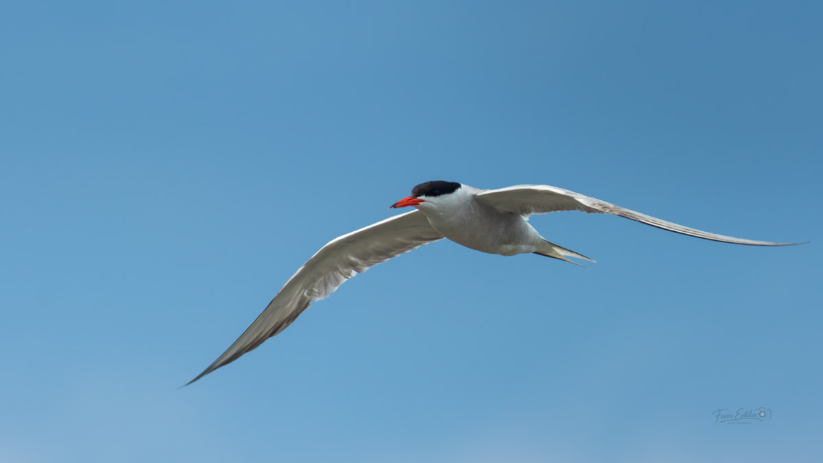 Common Tern