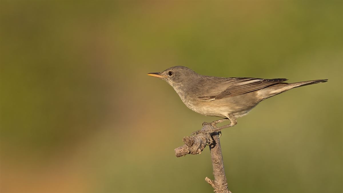 Olive-tree Warbler