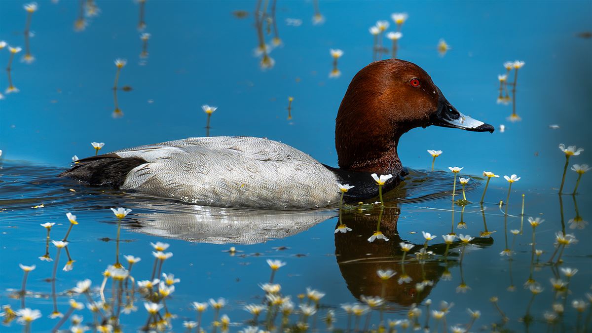 Common Pochard