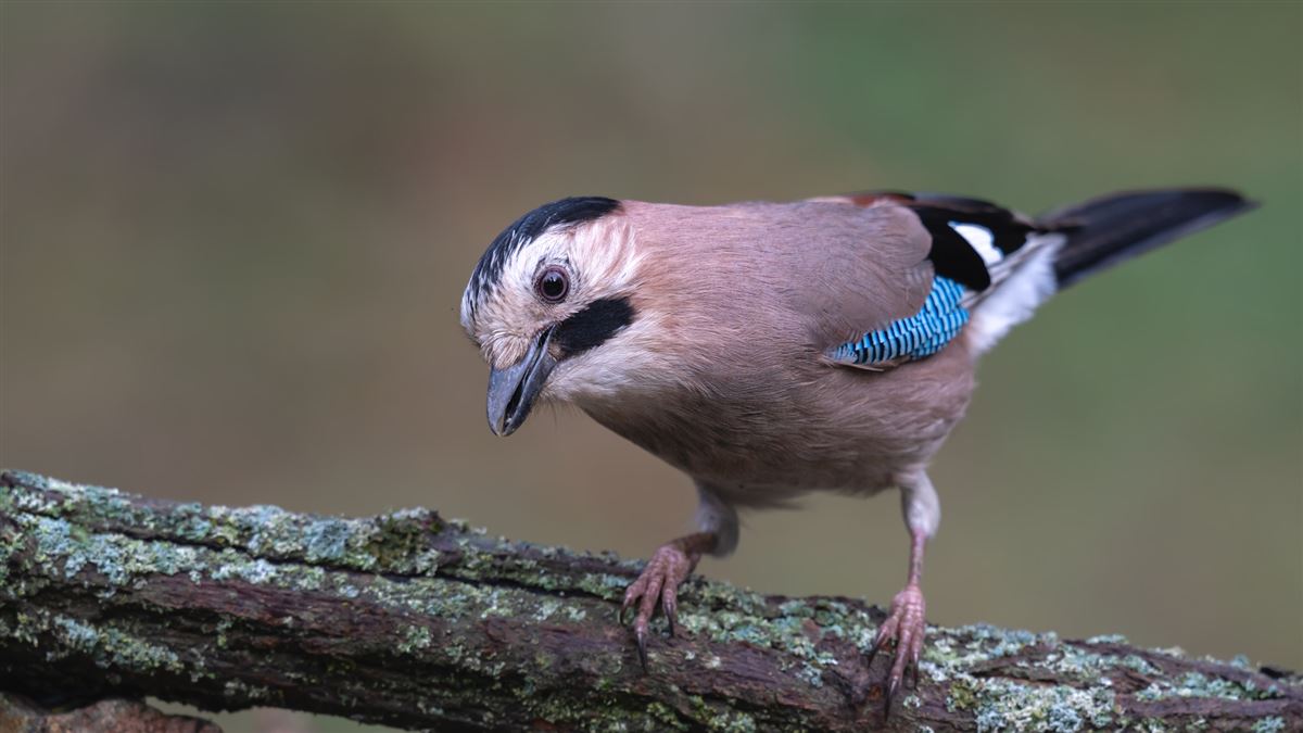 Eurasian Jay