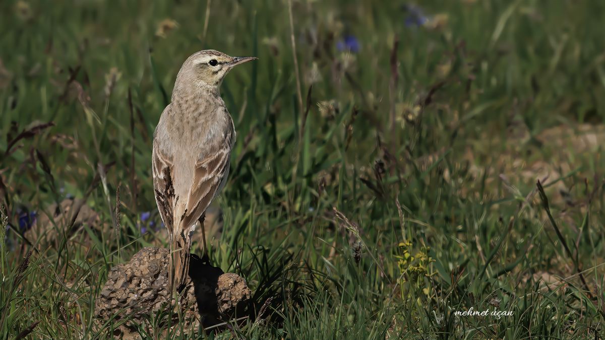 Tawny Pipit