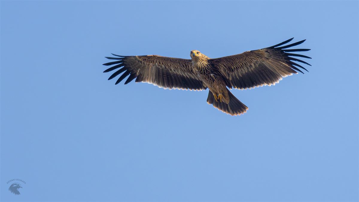 Eastern Imperial Eagle