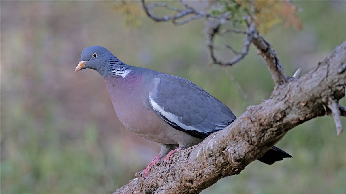 Common Wood Pigeon