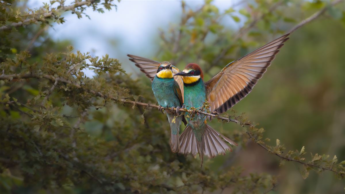 European Bee-eater