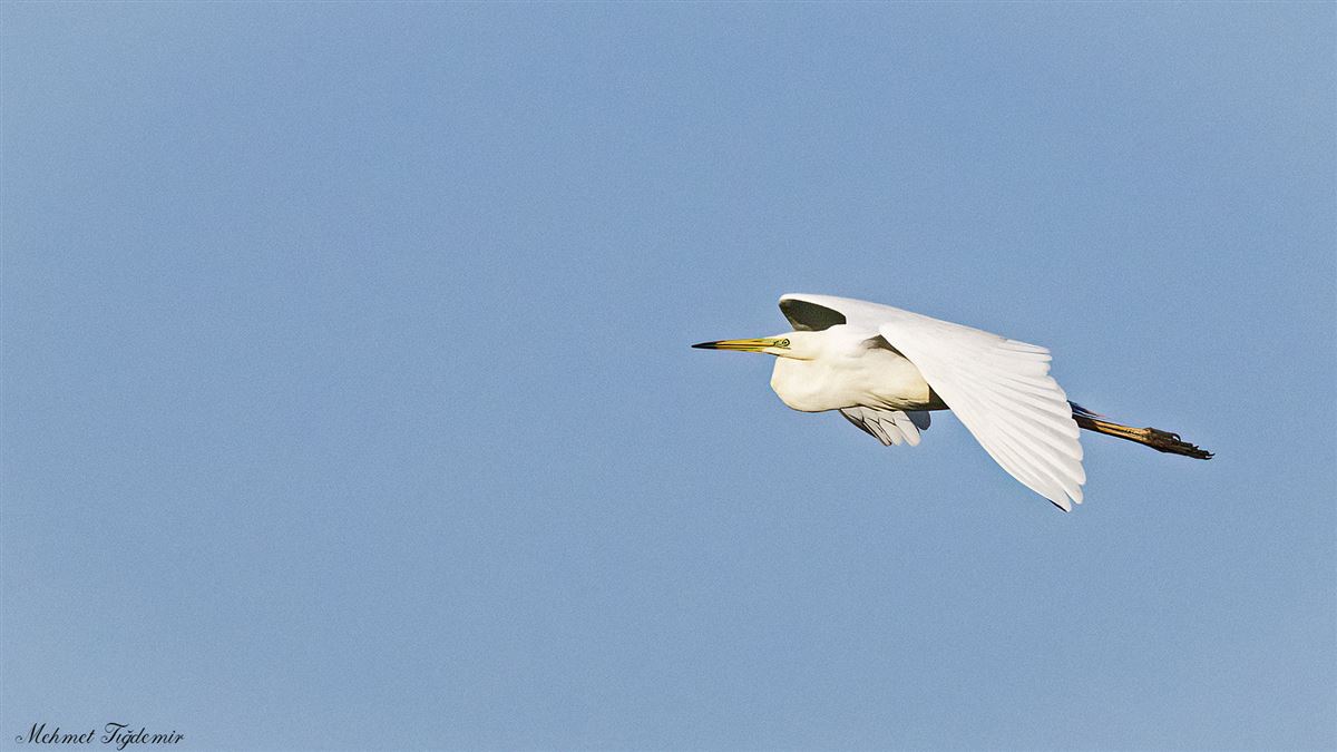 Great Egret