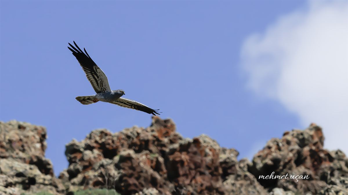 Montagu`s Harrier