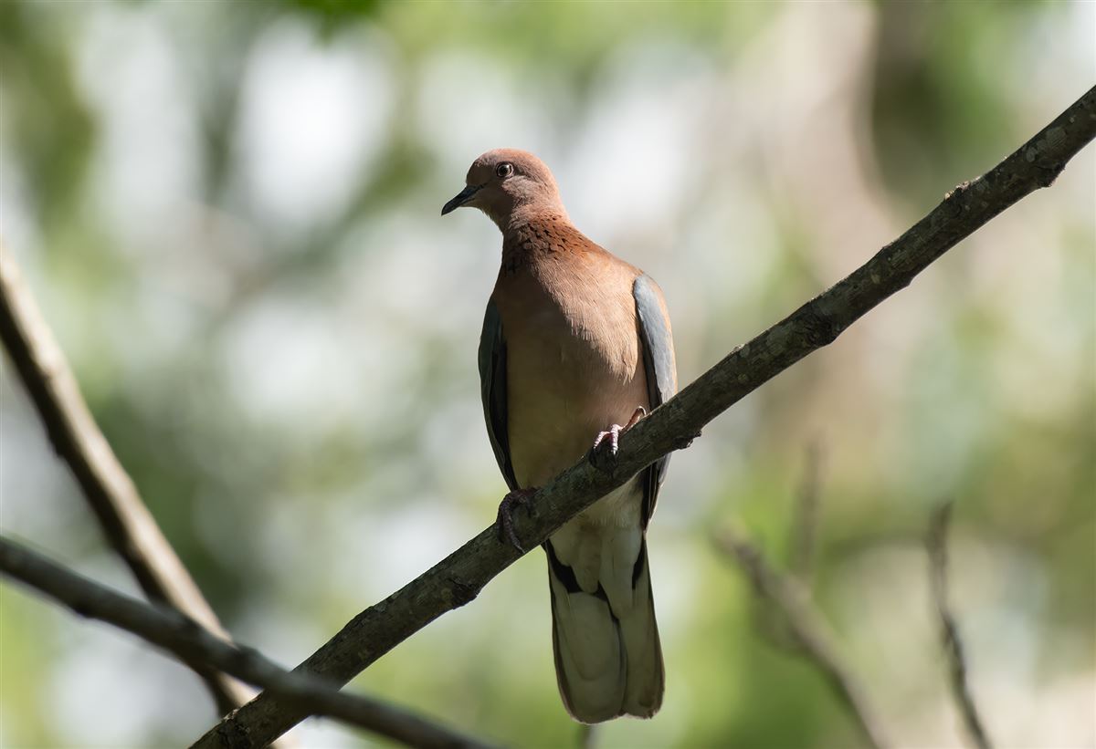 Laughing Dove