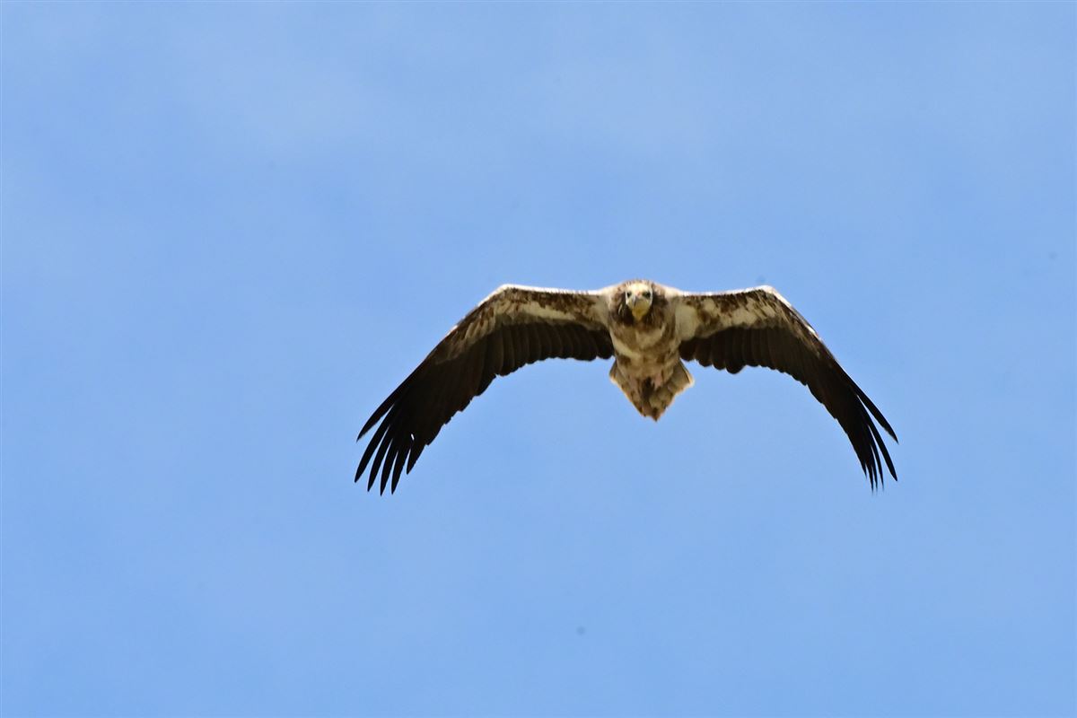 Egyptian Vulture