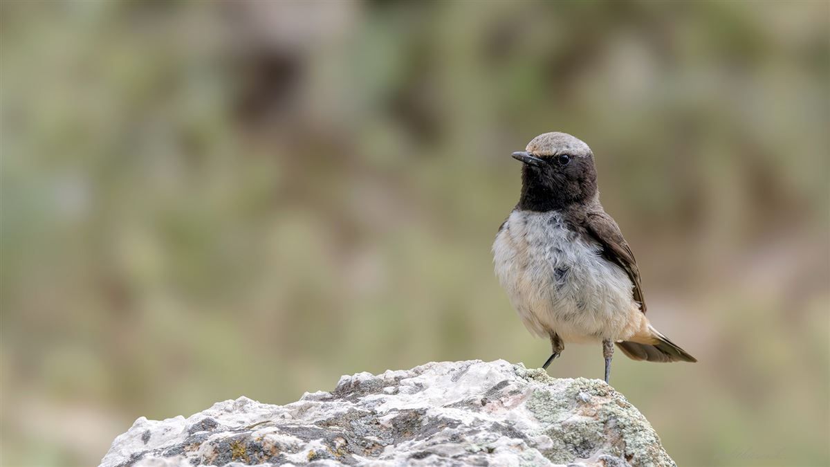 Red-tailed Wheatear