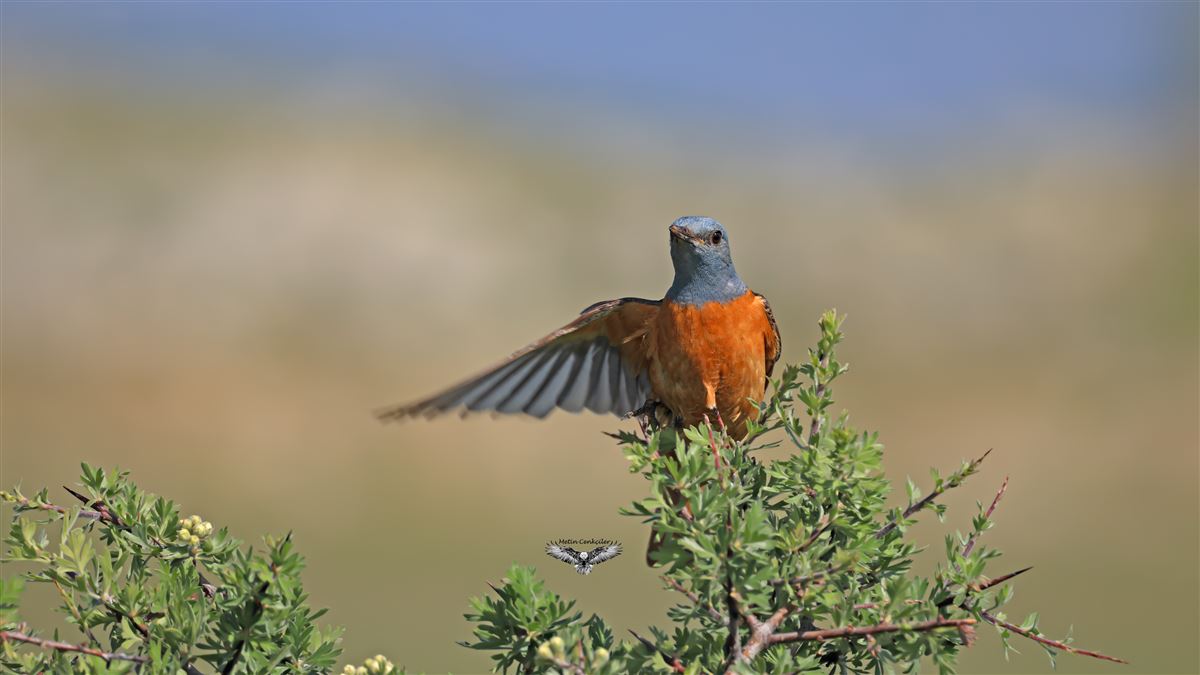 Common Rock Thrush