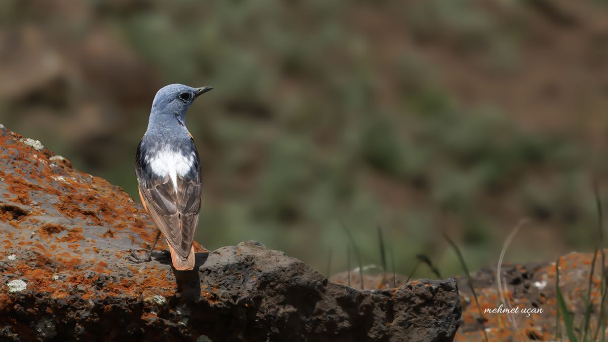 Common Rock Thrush