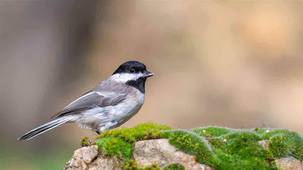 Sombre Tit