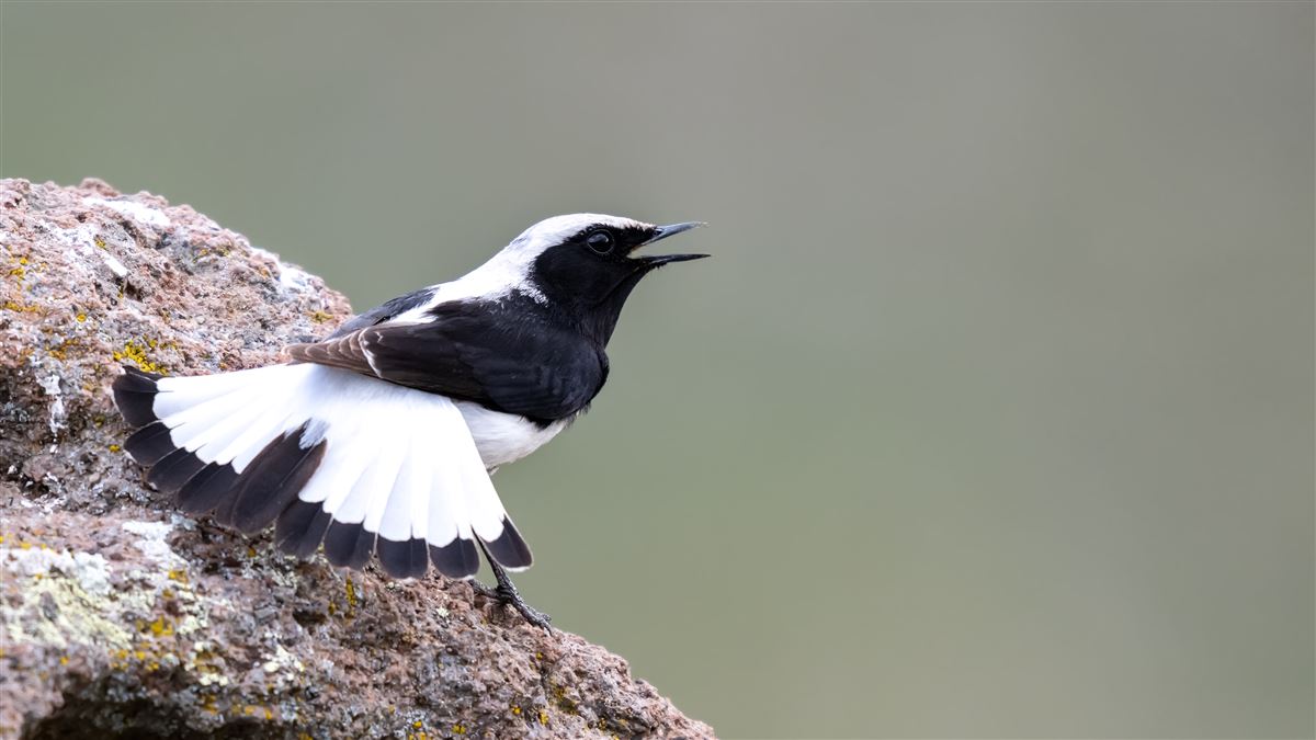 Finsch`s Wheatear